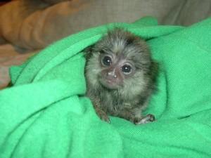 Charming Pygmy Marmoset Monkeys for sale contact us +33745567830 - Dublin Livestock