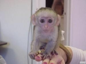 Splendid males and female Capuchin Monkeys for sale contact us +33745567830