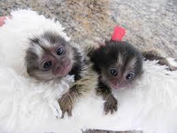 We have home raised males and female Marmoset Monkeys for sale contact us +33745567830