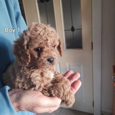 Super adorable Cavoodle puppies  - Halifax Dogs, Puppies