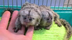 Cute available male and female Marmoset Monkeys for sale contact us +33745567830 - Dublin Livestock