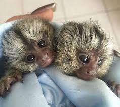 Beautiful male and female Marmoset Monkeys for sale contact us +33745567830 - Dublin Livestock