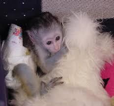 Adorable beautiful Capuchin Monkeys for sale contact us +33745567830 - Dublin Livestock