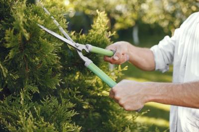 Enhance the Beauty of Your Trees with Expert Tree Trimming in Sarasota - Other Other