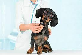 Solution for Congestive Heart Failure in Dogs - Other Professional Services