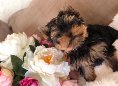 Yorkshere Terrier Puppies for Sale - Kuwait Region Dogs, Puppies