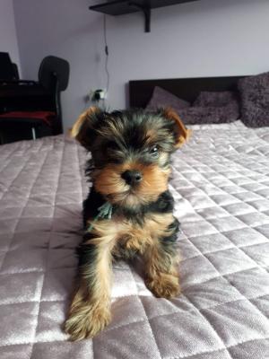 Yorkshere Terrier Puppies for Sale - Kuwait Region Dogs, Puppies