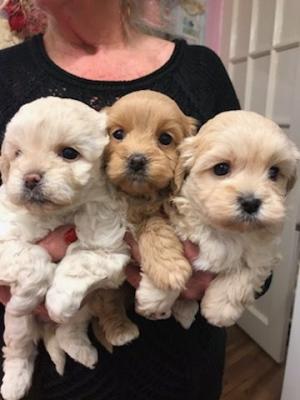 Poodle puppies here for Sale - Kuwait Region Dogs, Puppies