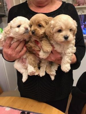 Poodle puppies here for Sale - Kuwait Region Dogs, Puppies
