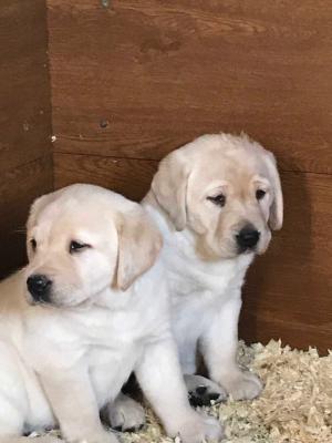 We have two Labrador Retriever puppies for re homing. - Kuwait Region Dogs, Puppies