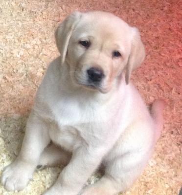 We have two Labrador Retriever puppies for re homing. - Kuwait Region Dogs, Puppies
