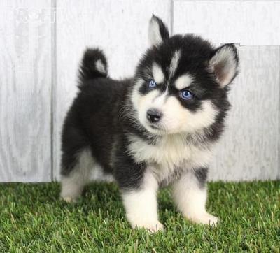 Adorable male and female Siberian Husky Puppies for sale