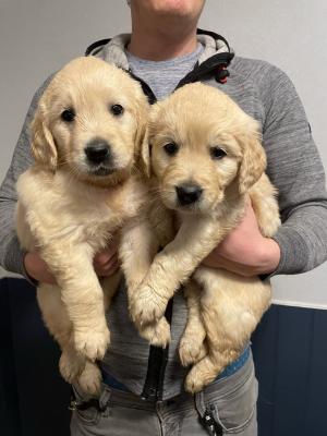 We have Golden Retriever Puppies for sale
