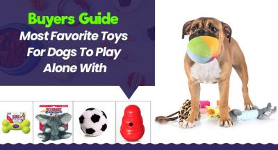 Buyers Guide – Most Favorite Toys For Dogs To Play Alone With - New York Animal, Pet Services