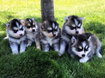Gorgeous Blue Eyes Siberian Husky for Sale - Berlin Dogs, Puppies