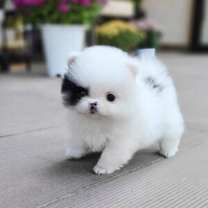Lovely Teacup Pomeranian Puppies for Sale - Dubai Dogs, Puppies