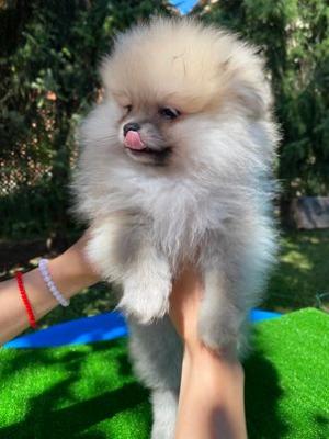 Pomeranian, puppies from a top litter - Vienna Dogs, Puppies