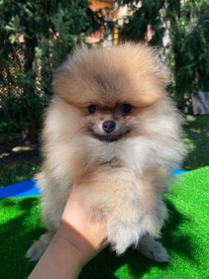 Pomeranian, puppies from a top litter - Vienna Dogs, Puppies
