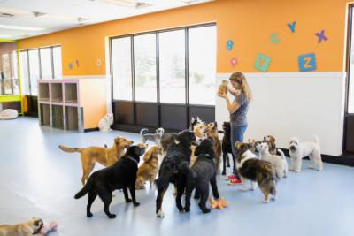 Get Your Dog to the Best Dog Daycare in Al Quoz Area in Dubai