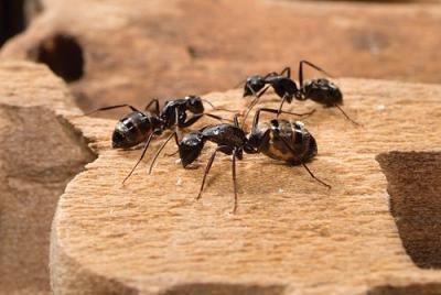 Ant Pest Control Service - Other Professional Services