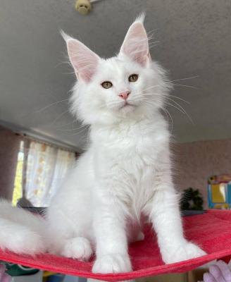 4 adorables chatons Maine Coon  sont encore disponibles à la réservation - Calgary Cats, Kittens