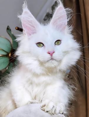 4 adorables chatons Maine Coon  sont encore disponibles à la réservation - Calgary Cats, Kittens