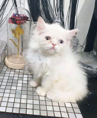 Gorgeous full  persian kittens Whatsapp me at  +31623136056