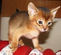 Abyssinian Kittens for Sale contact us +33745567830 - Brussels Cats, Kittens