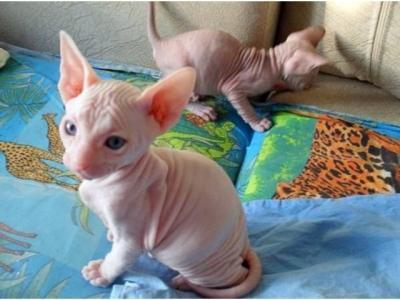 adorable Sphynx Kittens for rehoming contact us +33745567830 - Vienna Cats, Kittens