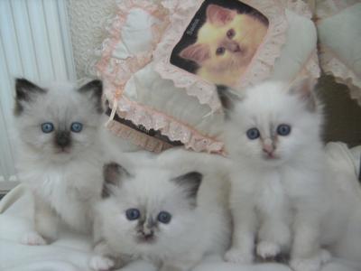 Lovely Birman kittens for sale contact us +33745567830 - Berlin Cats, Kittens