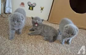 We have three Scottish Fold Kittens sale contact us +33745567830 - Vienna Cats, Kittens
