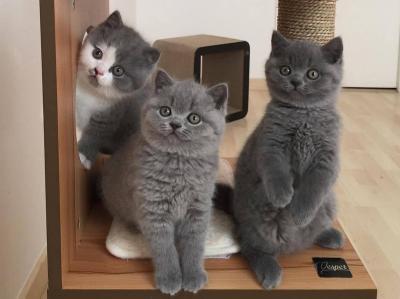 Blue British shorthair kittens for Sale contact us +33745567830 - Brussels Cats, Kittens