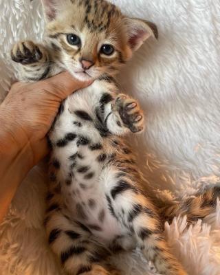 Beautiful Serval Kittens for sale contact us +33745567830 - Vienna Cats, Kittens