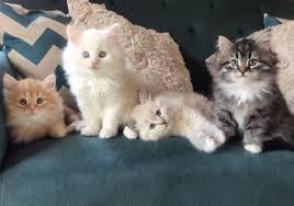 I have beautiful Siberian kittens available to go home now! contact us +33745567830