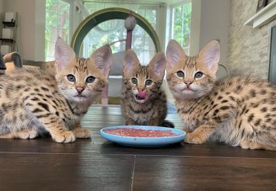 cute male and female Serval Kittens for sale contact us +33745567830 - Vienna Cats, Kittens