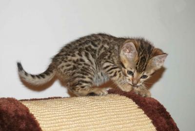 Adorable male and female Bengal kittens for sale contact us +33745567830 - Vienna Cats, Kittens