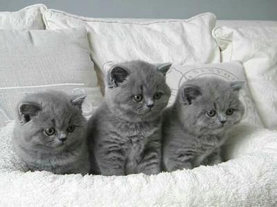Playful British shorthair kittens needs a new home contact us +33745567830 - Berlin Cats, Kittens