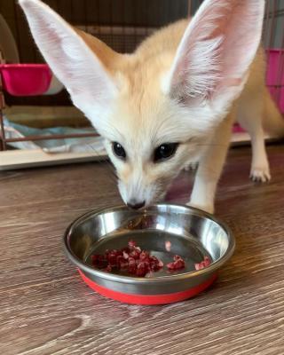 Registered Fennec Foxes for sale contact us +33745567830 - Berlin Cats, Kittens