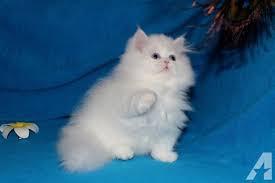 Home raised male and female Persian kittens for sale contact us +33745567830 - Berlin Cats, Kittens