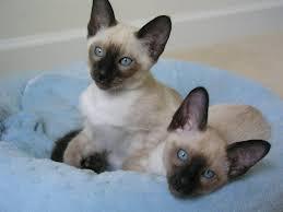 Affordable male and female Siamese kittens ready for sale contact us +33745567830 - Kuwait Region Cats, Kittens