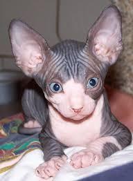 Reg Male and female Sphynx Kitties for sale contact us +33745567830 - Kuwait Region Cats, Kittens