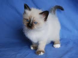 Potty trained Male and Female Birman Kittens for sale contact us +33745567830 - Kuwait Region Cats, Kittens