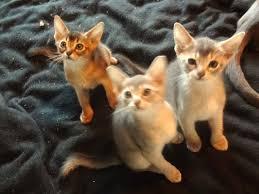 Abyssinian kittens ready for sale contact us +33745567830 - Kuwait Region Cats, Kittens