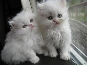 white Persian kittens available for a good home for sale contact us +33745567830 - Kuwait Region Cats, Kittens