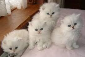Cute available male and female Persian Kittens for sale contact us +33745567830 - Vienna Cats, Kittens