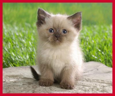 Himalayan Kittens ready for sale contact us +33745567830 - Vienna Cats, Kittens