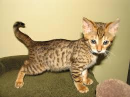 Trained Male and female Savannah Kittens for sale contact us +33745567830 - Vienna Cats, Kittens