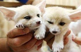 Registered Fennec Foxes kittens for sale contact us +33745567830 - Kuwait Region Cats, Kittens