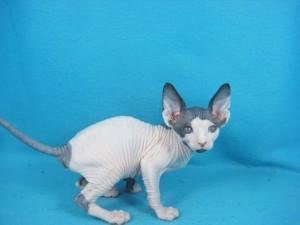 Sphynx male and female Kittens for New Homes for sale contact us +33745567830 - Vienna Cats, Kittens