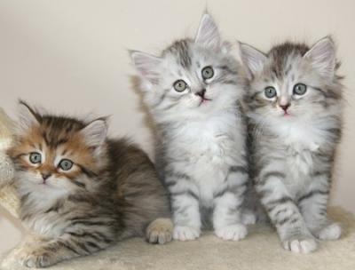Siberian Kittens Available for sale contact us +33745567830 - Berlin Cats, Kittens